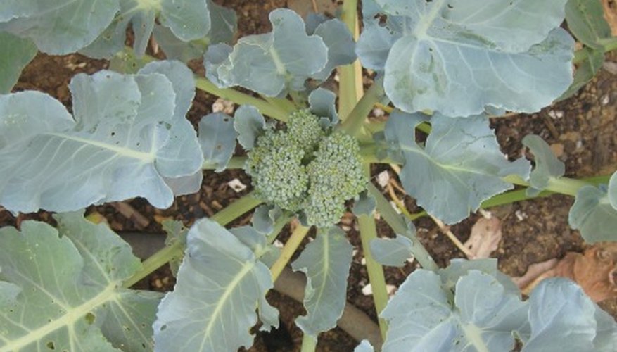 Broccoli just beginning to produce. Broccoli just beginning to produce.