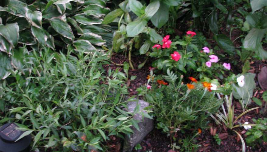 Perennial and annual mixed garden. Perennial and annual mixed garden.
