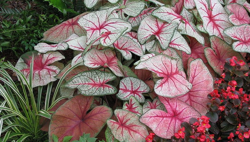 Caladium bicolor planted in a garden border Caladium bicolor planted in a garden border