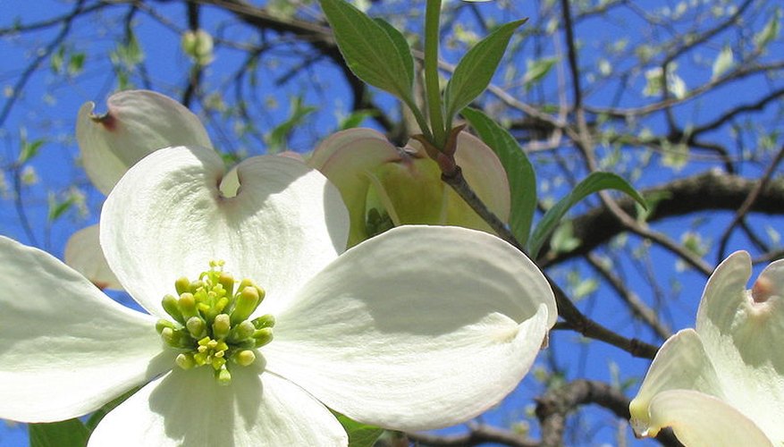 Dogwood tree in bloom Dogwood tree in bloom