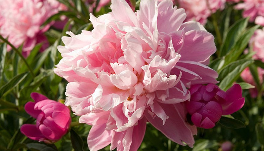 Common pink peony Common pink peony