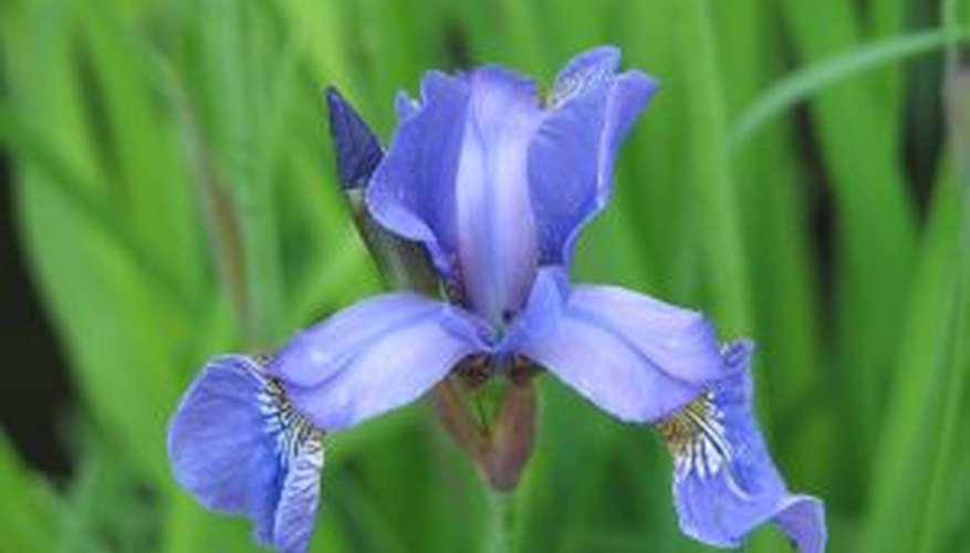 Winter Care for Iris Bulbs Garden Guides