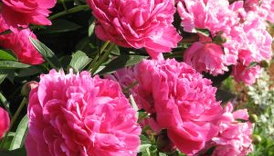 How to Grow Peonies in Containers Garden Guides