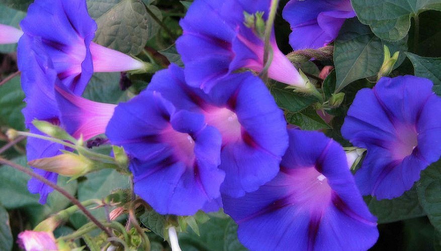 morning glory vine plant