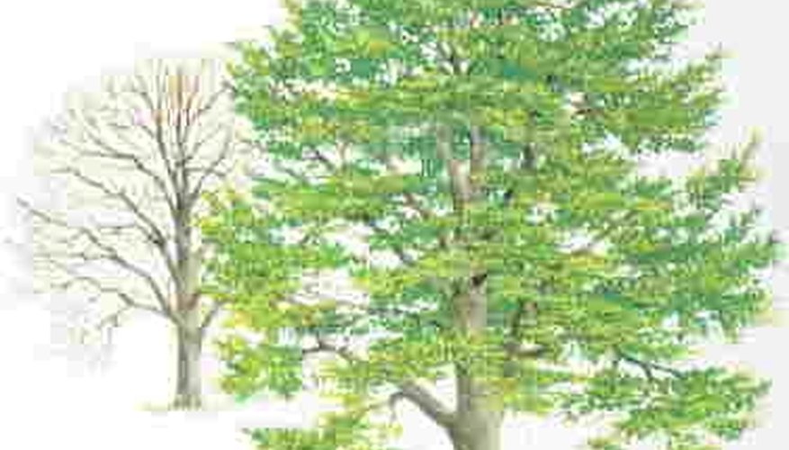 Beech Trees Beech Trees