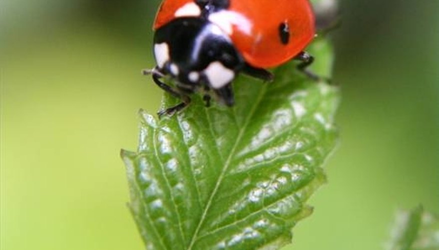 Ladybug on leaf Ladybug on leaf