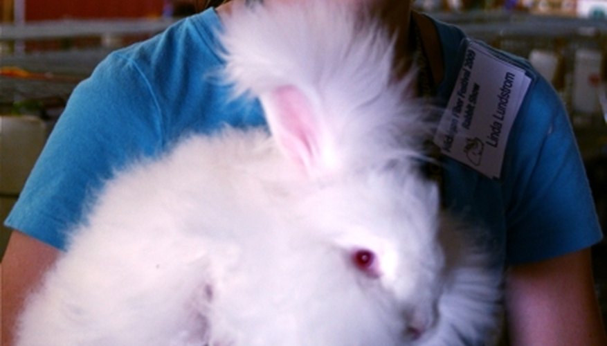 A very fluffy angora rabbit and his owner getting ready for a show. A very fluffy angora rabbit and his owner getting ready for a show.