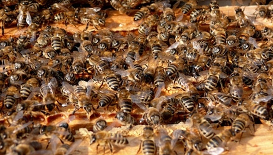 Building a beehive creates a safe living environment for your bees. Building a beehive creates a safe living environment for your bees.