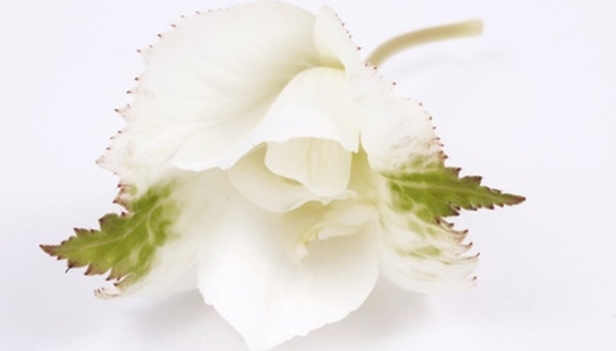 White flowers can be placed bud vases as an elegant white party decoration. White flowers can be placed bud vases as an elegant white party decoration.