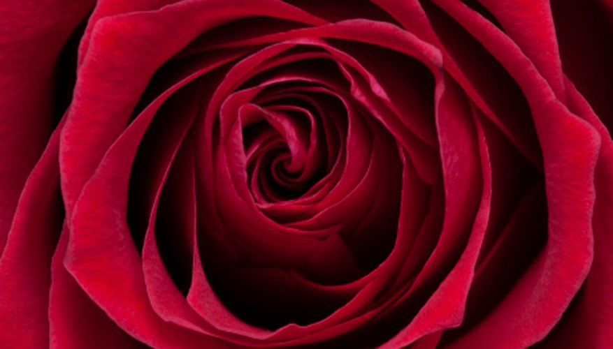 A rose is one flower with four letters. A rose is one flower with four letters.