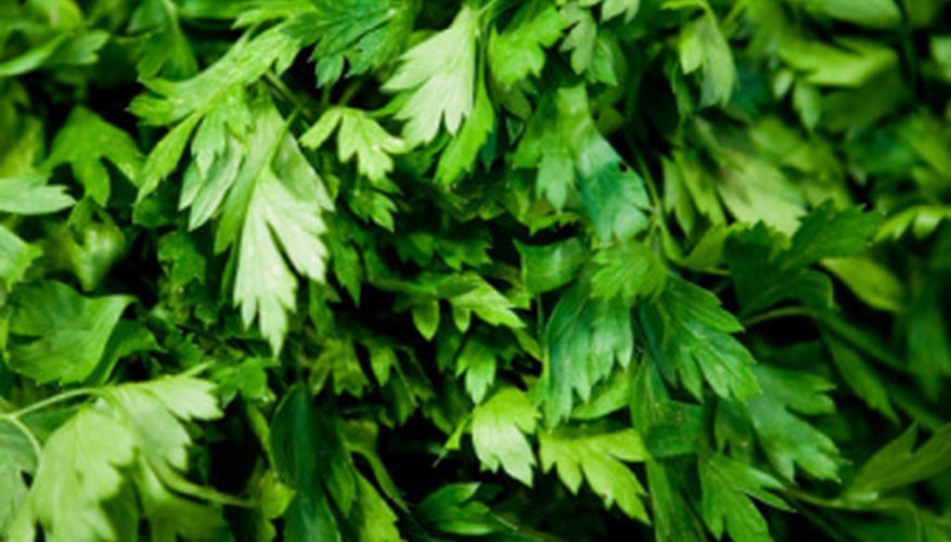 Cilantro Cilantro