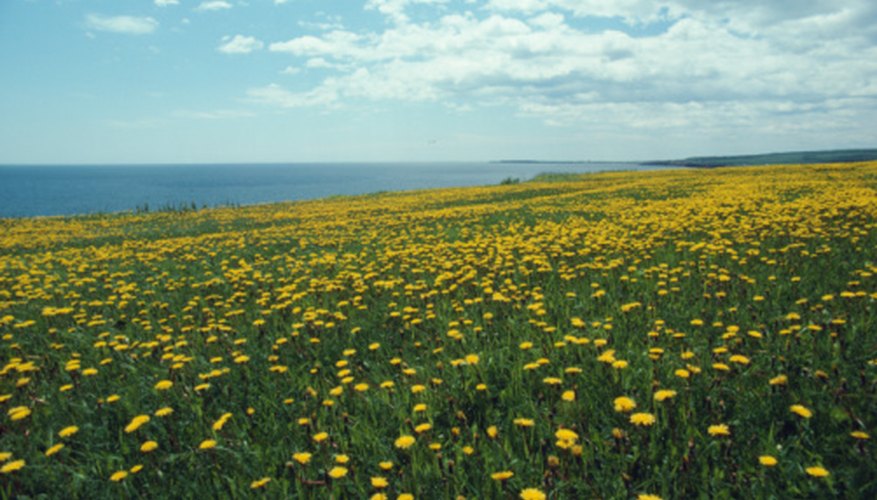 A field of dandelions provides food for several different species. A field of dandelions provides food for several different species.