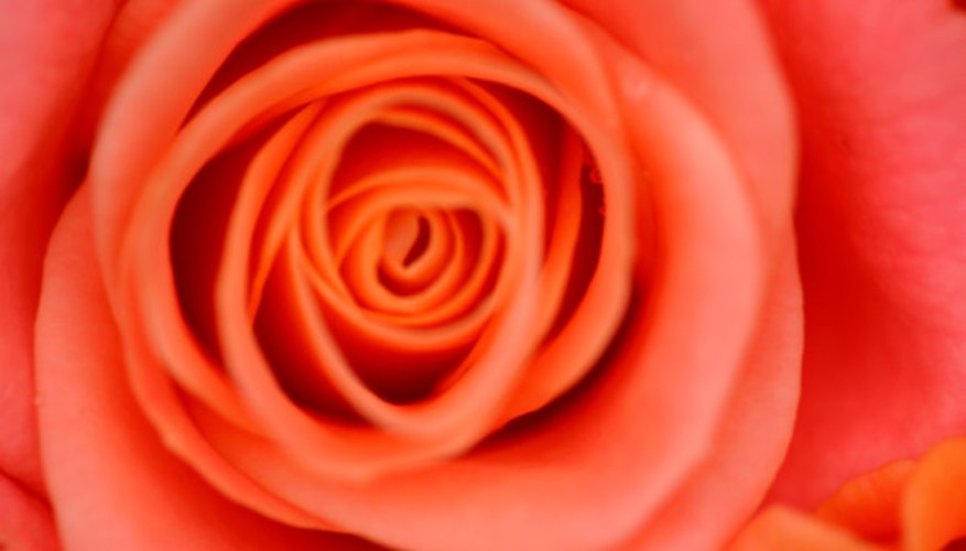 The rose plant is a dicot, not a monocot. The rose plant is a dicot, not a monocot.