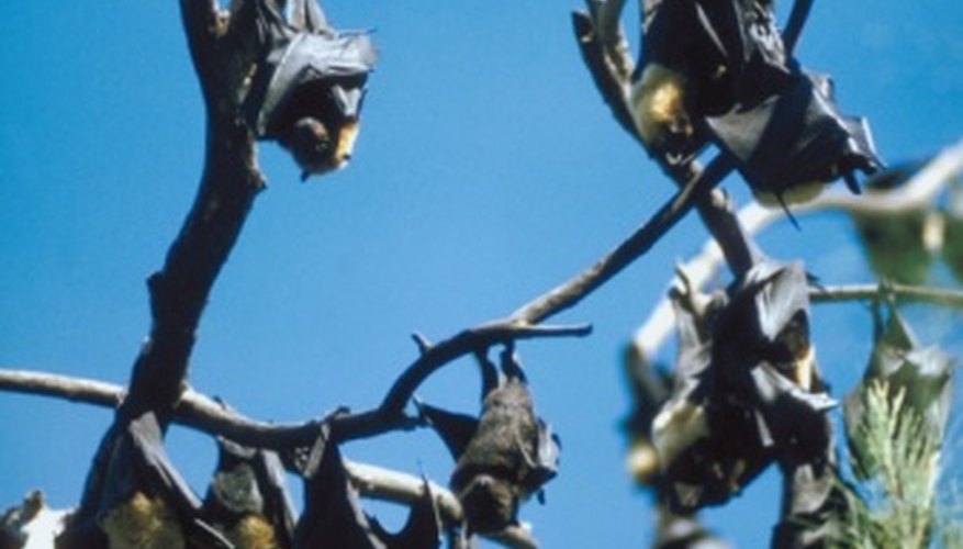 Indiana bats favor trees for daytime roosting and maternity colonies. Indiana bats favor trees for daytime roosting and maternity colonies.
