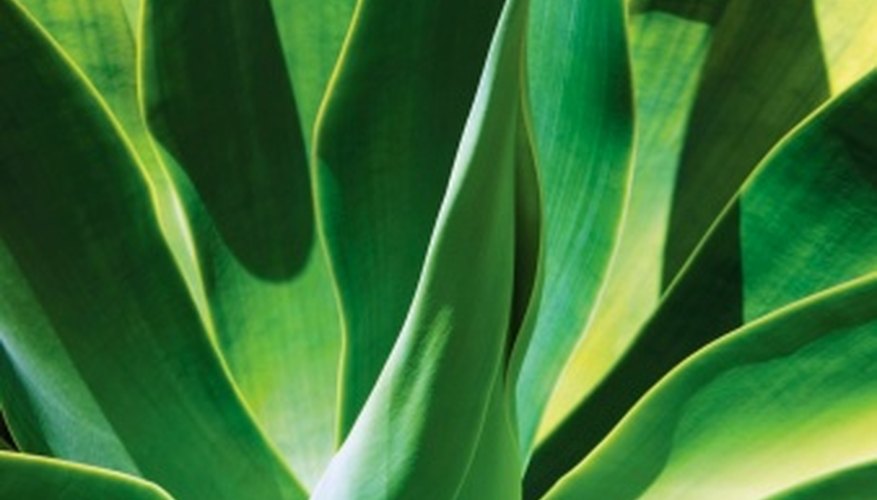 The leafy agave plant The leafy agave plant