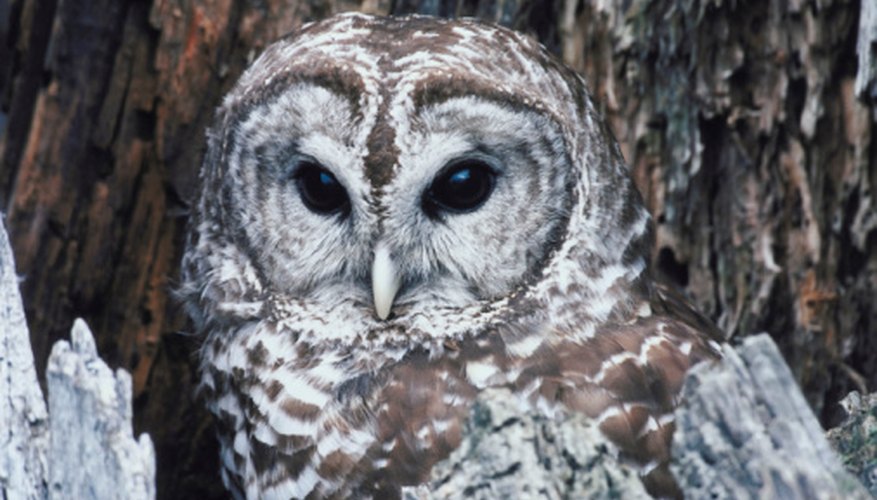 There are several things you can do to attract a barred owl. There are several things you can do to attract a barred owl.