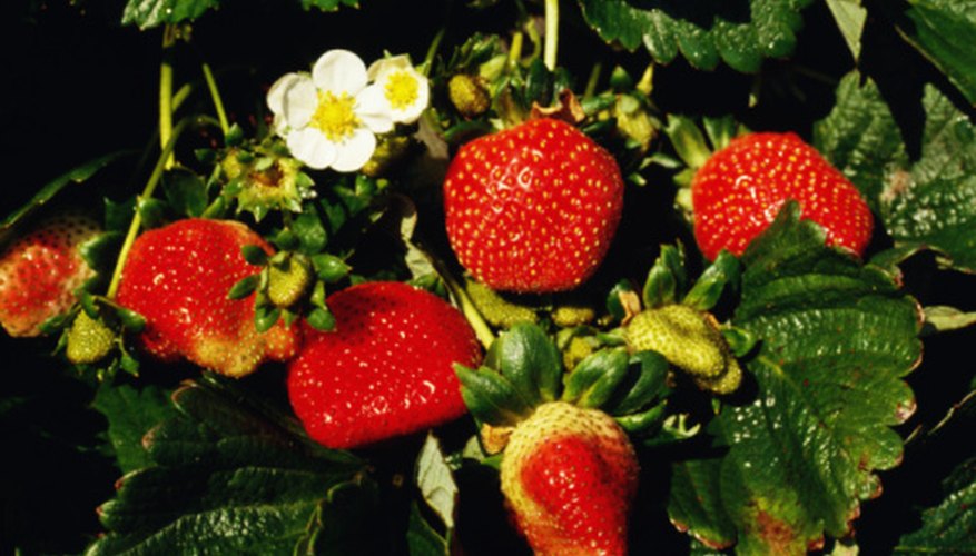 A strawberry plant that produces small berries may need rejuvenation. A strawberry plant that produces small berries may need rejuvenation.