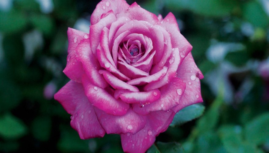 Purple roses are specially bred, but they do exist. Purple roses are specially bred, but they do exist.
