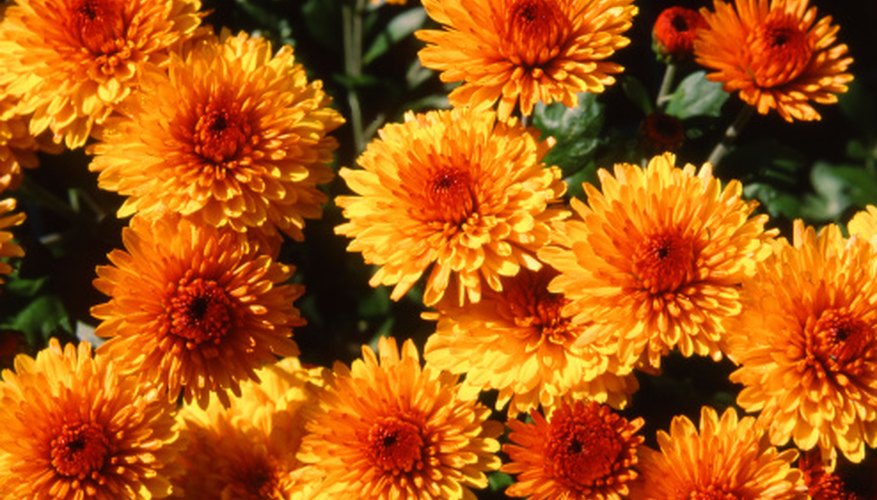 Chrysanthemums are a common fall and winter garden flower in North Texas. Chrysanthemums are a common fall and winter garden flower in North Texas.
