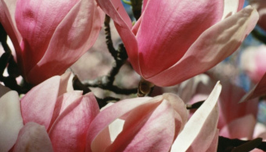 Magnolia trees have light-colored blossoms. Magnolia trees have light-colored blossoms.