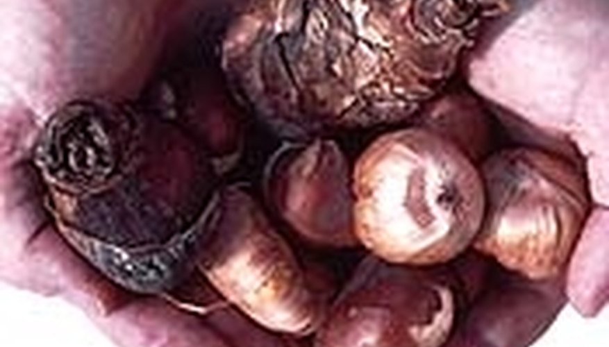 Plant Bulbs in Containers Plant Bulbs in Containers
