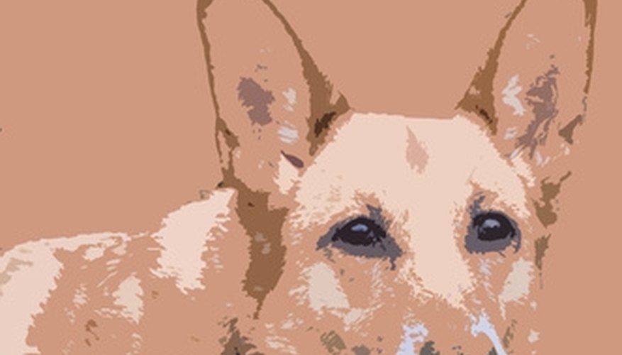 Paint a Dog's Portrait Paint a Dog's Portrait