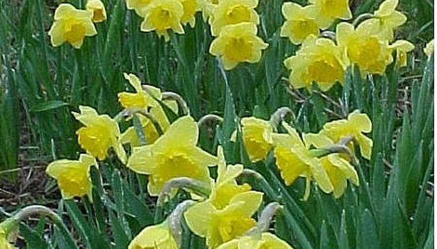 Daffodils surround my apple trees Daffodils surround my apple trees