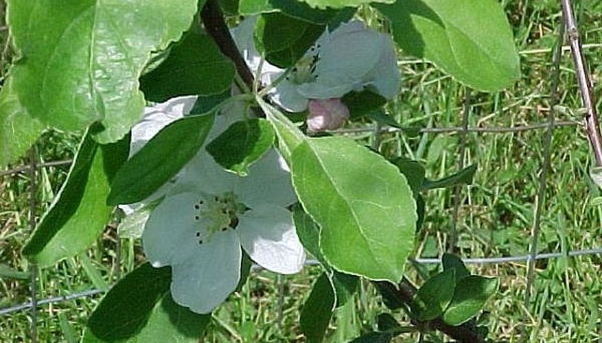 Crabapple flowers in spring Crabapple flowers in spring