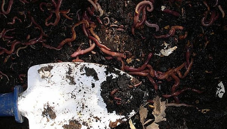 How to Farm Worms at Home Garden Guides