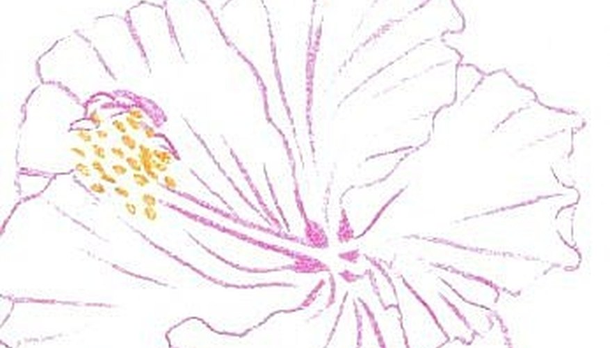 Hibiscus sketch traced in Magenta and golden yellow on watercolor paper