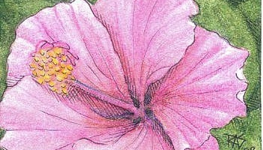 Finished hibiscus drawing with accent lines in ink to strengthen petal shape and ripples.