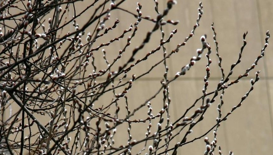 Pussy Willow Tree, Greenwich Villiage NYC Pussy Willow Tree, Greenwich Villiage NYC