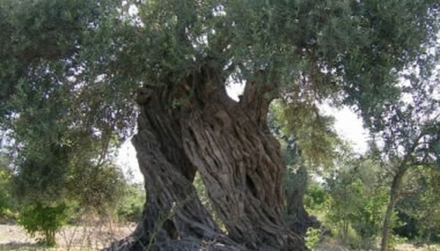 Plant Olive Trees Plant Olive Trees