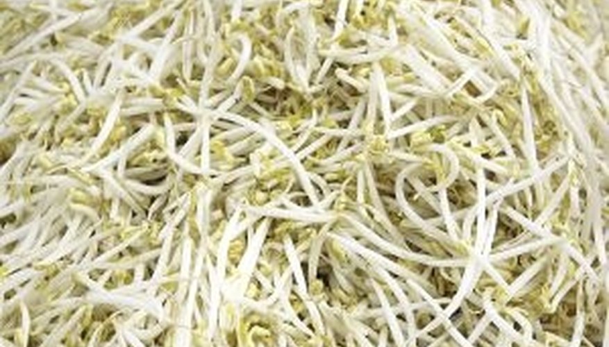 Fresh sprouts are high in nutrition. Fresh sprouts are high in nutrition.