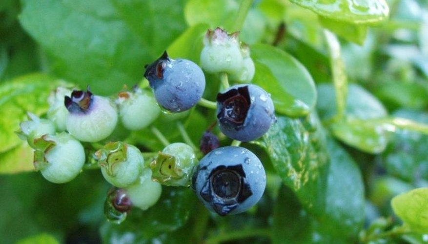 Growing blueberries takes some finesse. Growing blueberries takes some finesse.