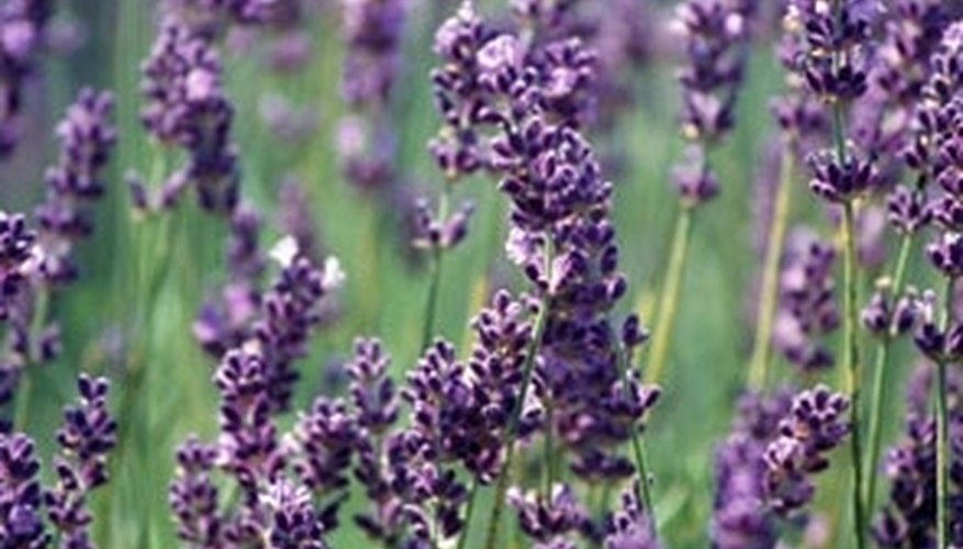 Make Lavender Linen Spray Make Lavender Linen Spray