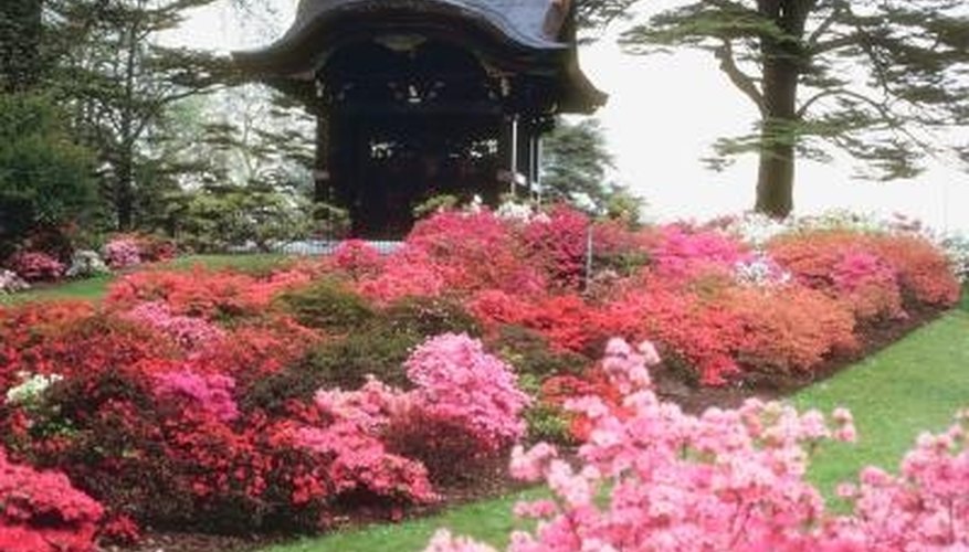 Rhododendrons and azaleas are planted and cared for in identical fashion. Rhododendrons and azaleas are planted and cared for in identical fashion.