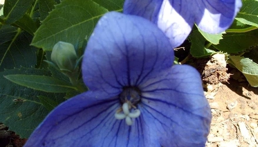 Balloon Flower Opened Balloon Flower Opened
