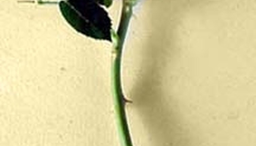 Taking rose cuttings is the best way to grow new plants. Taking rose cuttings is the best way to grow new plants.