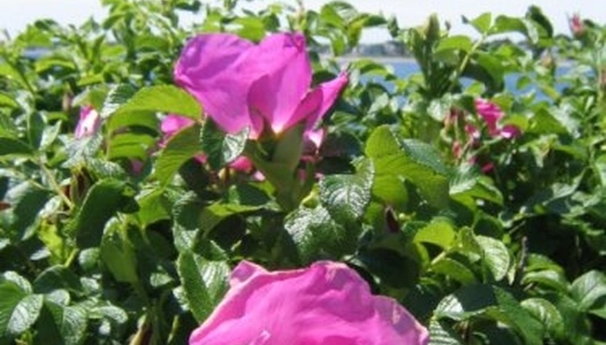 Prune Rugosa Roses Prune Rugosa Roses