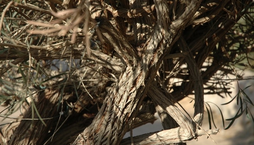 Twisted Olive Tree Branches Twisted Olive Tree Branches