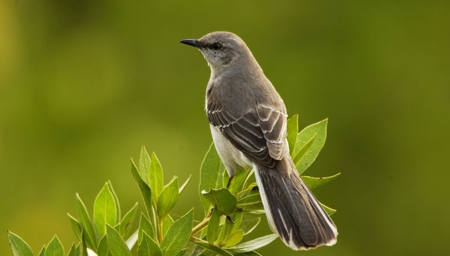 Attract Mockingbirds Attract Mockingbirds
