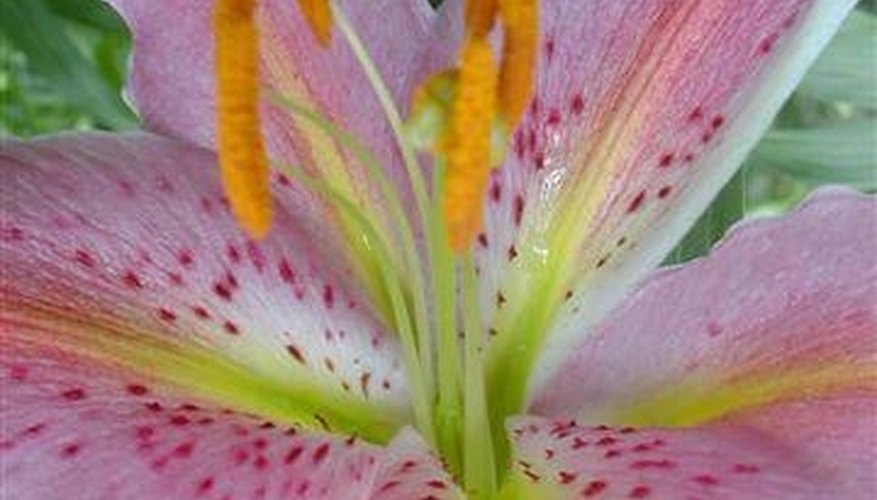 Transplant Lily Bulbs Transplant Lily Bulbs