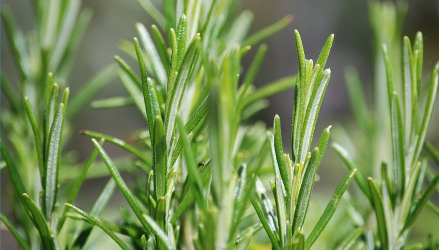 Rosemary Rosemary