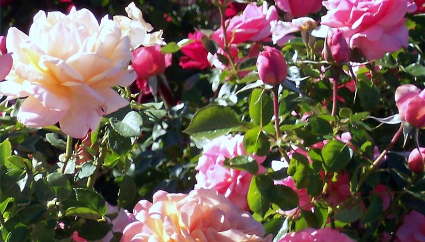 When to Trim Roses in Arizona When to Trim Roses in Arizona