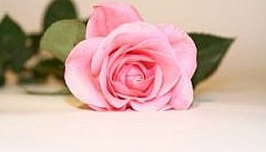 Rose Rose