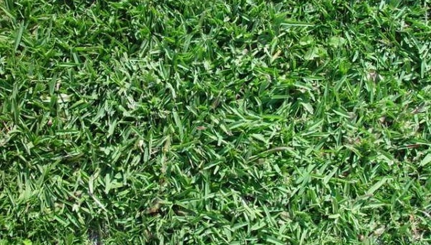 A Welcoming Green Lawn A Welcoming Green Lawn