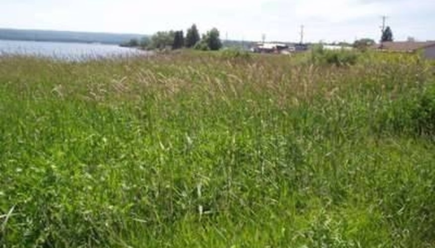 Where Does Reed Canary Grass Grow? Where Does Reed Canary Grass Grow?