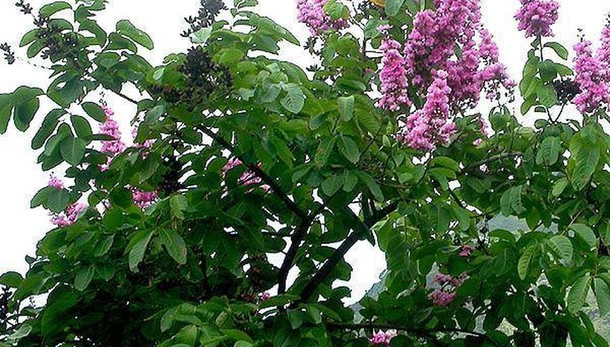 What Is Banaba Leaf? What Is Banaba Leaf?