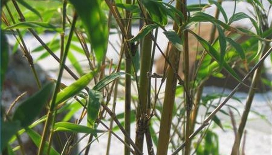 Stop Spreading Bamboo Stop Spreading Bamboo